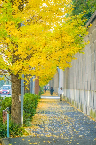 Yokohama Minato Mirai Ginkgo — 스톡 사진