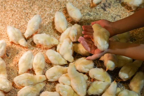 stock image Cute chick, selective focus