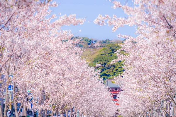 Plný Květ Třešně Lemované Stromy Kamakura Přiblížení Wakamiya Oji — Stock fotografie