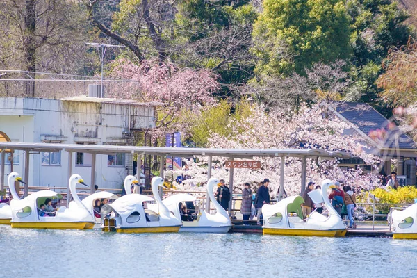 Plný Květ Třešně Kachní Člun Inokashira Park — Stock fotografie