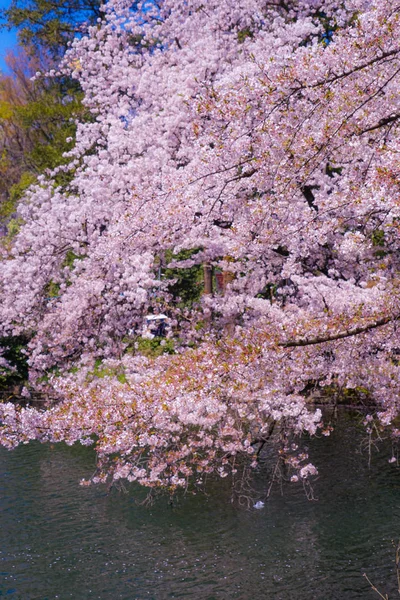 Wiśnia Pełnym Rozkwicie Inokashira Park — Zdjęcie stockowe