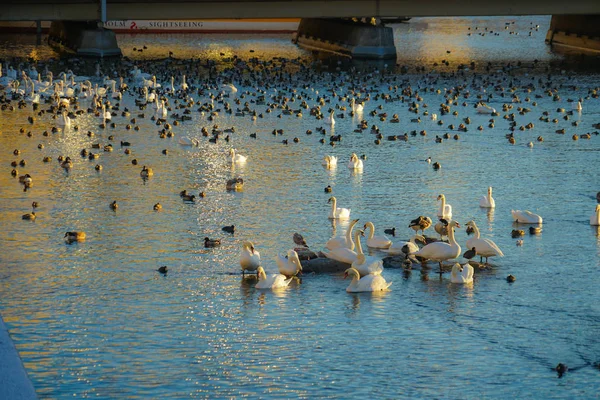 Stockholm Lire Lac Swan Comté — Photo