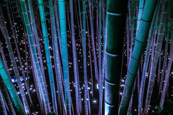 Beleuchtung Des Bambushains Mit Kleinem Durchmesser Kleiner Schreibtisch Burgwald Des — Stockfoto