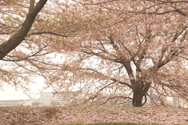 Kirschblüte Des Japanischen Bildes — Stockfoto