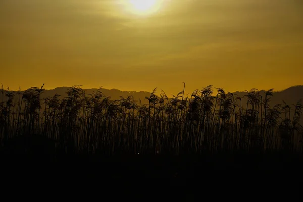 Japonská Pampas Tráva Pole Slunce — Stock fotografie