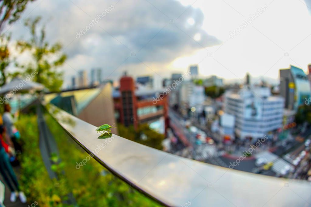 The view from the Tokyu Plaza Omotesando Harajuku rooftop