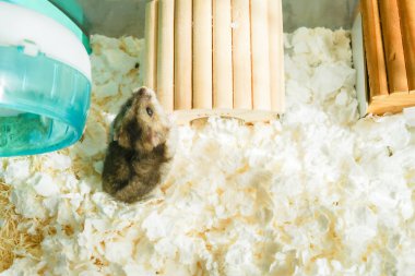 Şirin Djungarian hamster görüntüsü (safiri ladin))
