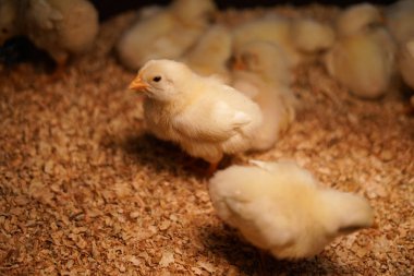 Şirin piliç, seçici odaklanma.