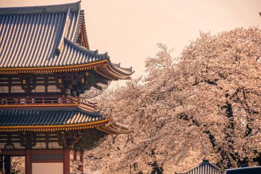 Ikegami Honmonji 'nin çiçek açmış kiraz ağacı.