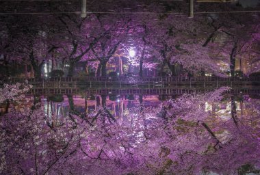 Inokashira Parkının kiraz çiçekleri