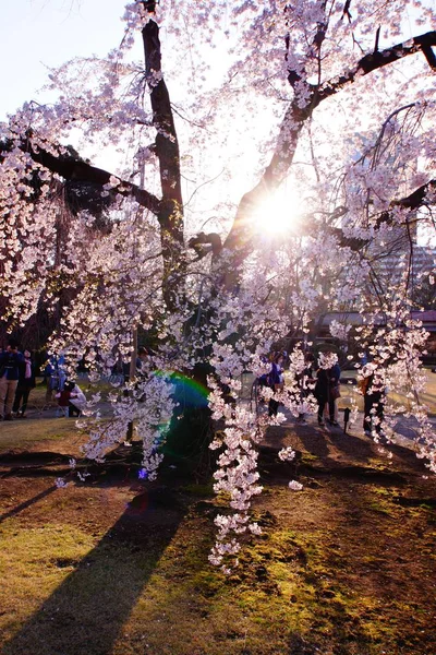 Κεράσι Blossom Της Εικόνας Της Ιαπωνίας — Φωτογραφία Αρχείου