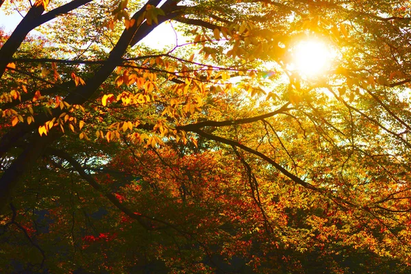 Untergehende Sonne Sichtbar Zwischen Den Blättern — Stockfoto