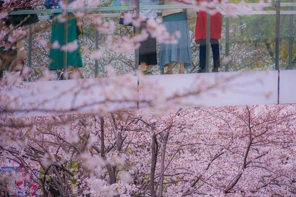 벚나무와 다리의 한꽃의 꼭대기에서 바라본 — 스톡 사진
