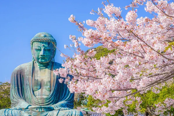 Sakura Wielkiego Buddy Kamakury Pełnego Rozkwitu — Zdjęcie stockowe