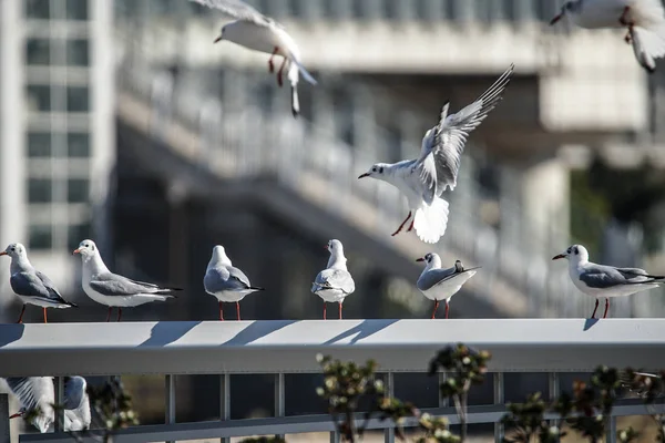 異なる動物に焦点を当て — ストック写真