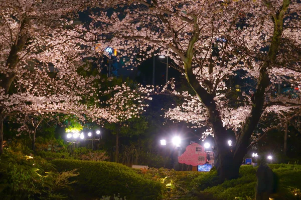 Mohri Jardim Ver Flores Cereja Noite Roppongi — Fotografia de Stock