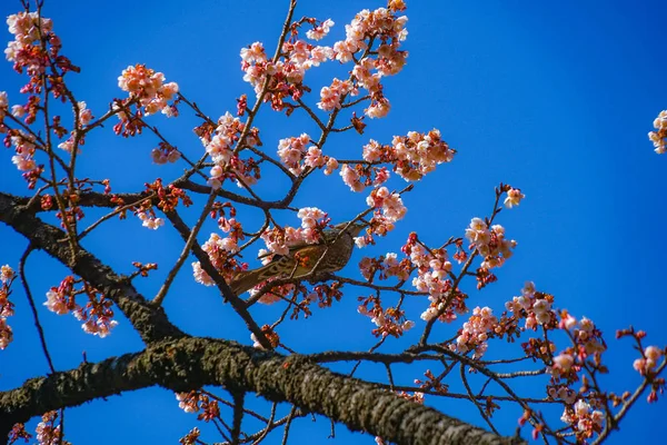 Kawazu Cherry Tree Bulbul — Stock Photo, Image