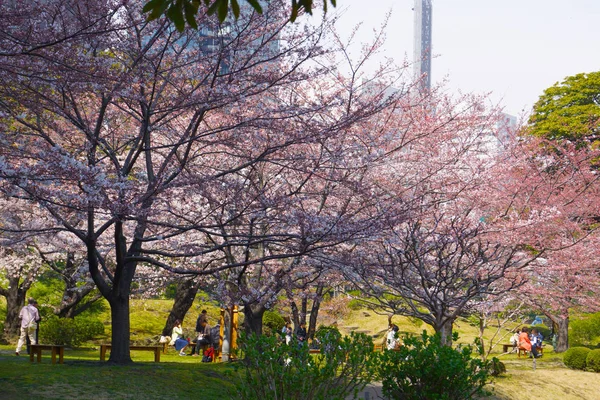桜の風景 — ストック写真