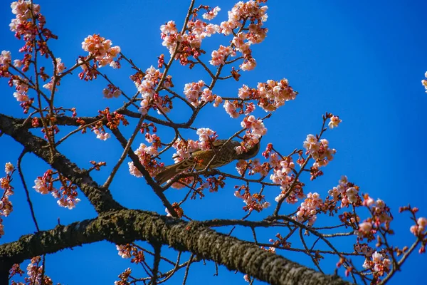 Kawazu Cherry Tree Bulbul — Stock Photo, Image