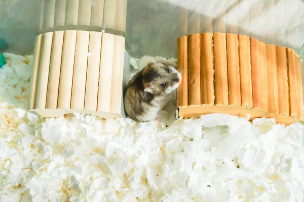 Niedlichen Dschungel Hamster Bild Angussaphir — Stockfoto