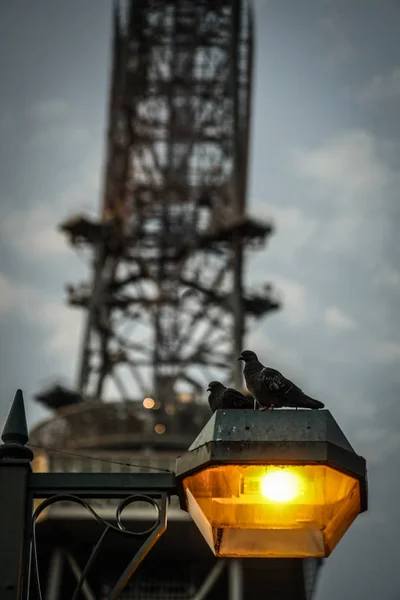 Pigeons Nagoya Tower Silhouette Stops Street Lighting — ストック写真