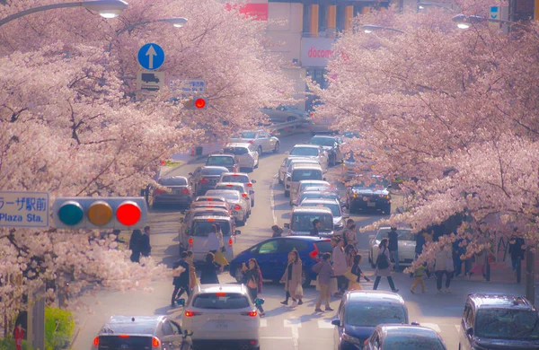 Cherry Trees Traffic Tama Plaza — Stock Photo, Image
