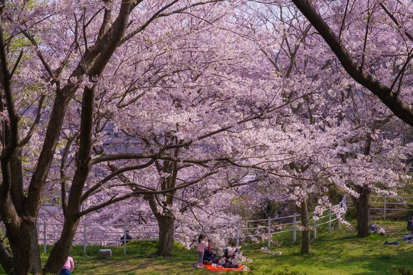 Flor Completa Cerezo Honmoku Cumbre Parque Yokohama — Foto de Stock