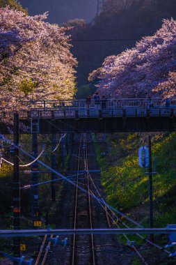 Spring Yamakita İstasyonu (Kanagawa ashigarakami bölgesi)