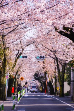 Setagaya Sakurashin-cho 'nun kiraz ağacı kaplı caddeleri.