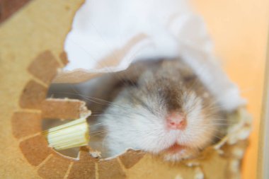 Uykucu Djungarian hamsterının görüntüsü