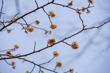 bahar eriği çiçeği resmi