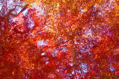 Sonbahar resim seçici odak bırakır