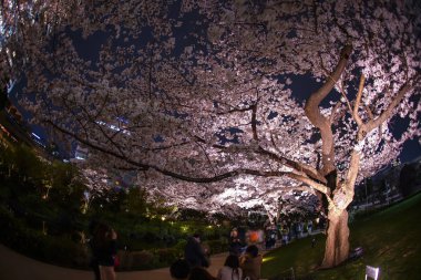 Mohri Bahçesi 'ne gece kiraz çiçeklerini görmeye gidiyorum.