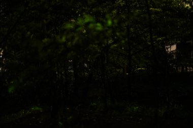 Tsuruoka Hachiman 'ın ateş böcekleri