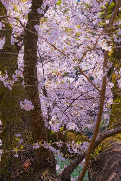 Wiśnia Pełnym Rozkwicie Inokashira Park — Zdjęcie stockowe