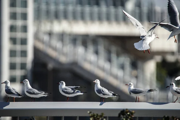 Verschiedene Tiere Selektiver Fokus — Stockfoto