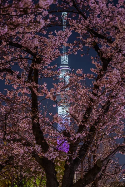 Tokyo Sky Tree Aller Voir Des Fleurs Cerisier Nuit — Photo