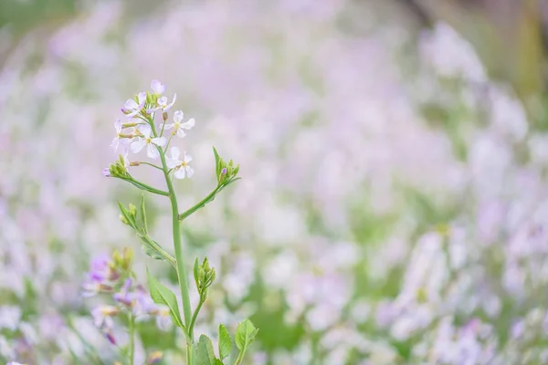 Primavera Flor Jardín Imagen — Foto de Stock