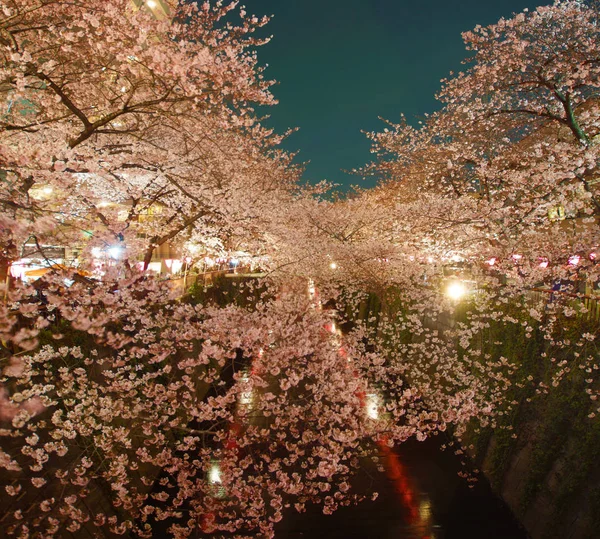 Εικόνα Sakura Του Ποταμού Meguro — Φωτογραφία Αρχείου