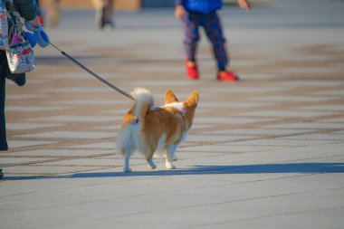 farklı hayvanlar, seçici odaklanma