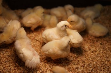 farklı hayvanlar, seçici odaklanma