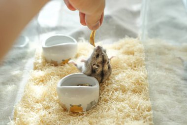 farklı hayvanlar, seçici odaklanma