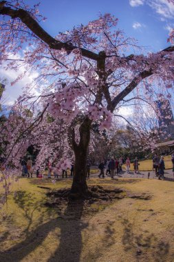 Koishikawa Korakuen Ağlayan kiraz ağacı