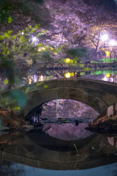 Kirschblüten Inokashira Park — Stockfoto