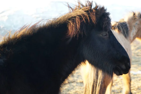 Islande Cheval Prairie Sauvage — Photo