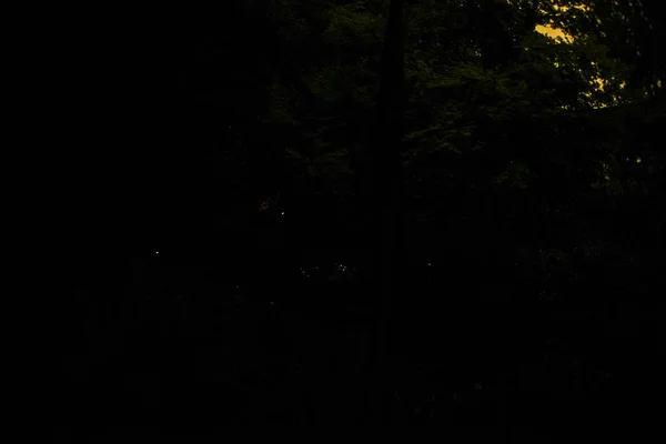 鶴岡八幡宮のホタル — ストック写真