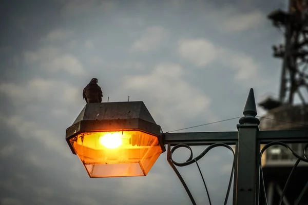 Pigeons Nagoya Tower Silhouette Stops Street Lighting — ストック写真