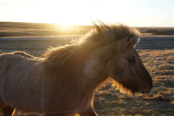 Islândia Cavalo Pastagem Selvagem — Fotografia de Stock