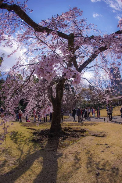 Koishikawa Korakuen Κλάμα Κερασιάς Δέντρο Της — Φωτογραφία Αρχείου