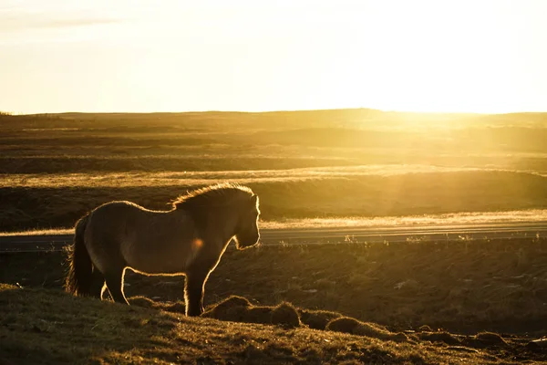 Otlak Atı Zlanda Vahşi — Stok fotoğraf